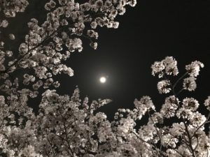 多摩市の夜桜